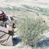 السريع: مساحة الغطاء النباتي في البلاد تراجعت من 90 إلى 30 في المئة