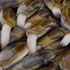 فيديو / طرق سهلة لاصطياد محار الموس