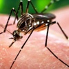 الصحة العالمية تحذر من فيروس زيكا