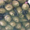 ضبط عاطل وبحوزته 12 كيلو بانجو وحشيش بكوم أمبو