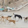المفرق.. قطعان من الكلاب الضالة تعقر المارة