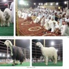 الوفرة شهدت مهرجان «مزاين النجد» الوفرة شهدت مهرجان «مزاين النجد»