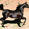 كل أسرار الخيل العربى فى الوثيقة كل أسرار الخيل العربى فى الوثيقة