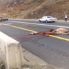 ناقة تتحمل مسؤولية حادث مروري!