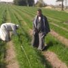 «زراعة الإسكندرية» توصي باستخدام الأسمدة النانوية للحد من التلوث البيئي