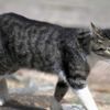 مواطنون يطاردون قطا استعمل في السحر والشعوذة بآسفي
