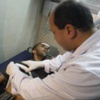 اصابة سبعة فلسطينيين بجروح في قصف مدفعي اسرائيلي شرق غزة اصابة سبعة فلسطينيين بجروح في قصف مدفعي اسرائيلي شرق غزة