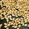 زيت السمسم يحافظ على شباب البشرة ونضارتها