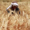 الحماية المدنية تسيطر علي حريق في مزرعة قمح بالبحيرة