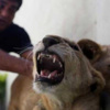 نقل أسدين من غزة إلى الأردن.. مصور