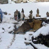 الجيش الباكستاني يستأنف البحث عن ناجين في انهيار ثلجي الجيش الباكستاني يستأنف البحث عن ناجين في انهيار ثلجي