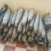 ضبط مسجل خطر وبحوزته مخدرات بالقاهرة ضبط مسجل خطر وبحوزته مخدرات بالقاهرة