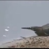 حميد يوسف يطالب الفهود والجمهور بمؤازرة ميتسو