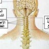 طقطقة الرقبة ضررها أكبر من نفعها طقطقة الرقبة ضررها أكبر من نفعها