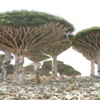 اللجنة المنظمة لسباق القفال تصل إلى بونعير واليوم فحص السلامة اللجنة المنظمة لسباق القفال تصل إلى بونعير واليوم فحص السلامة