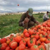 80 الف طن خضار وفواكه صادرات الاردن في تموز