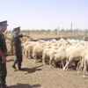 حجز 100 رأس من الأغنام المهرّبة نحو ليبيا