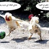كرة القدم تُشتعل بين الديكة