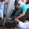 خبراء بـ''الفاو'' : أستيراد حيوانات حية وليس التهريب سبب أنتشار ''القلاعية'' بمصر