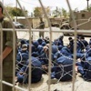 الأسرى الفلسطينيون يهددون بالعودة للإضراب الأسرى الفلسطينيون يهددون بالعودة للإضراب