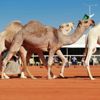 السعودية.. عرض بـ 5 ملايين ريال مقابل تأجير جمل السعودية.. عرض بـ 5 ملايين ريال مقابل تأجير جمل