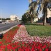 بلدية القطيف تزرع 800 ألف زهرة في الطرق والميادين خلال موسم الشتاء بلدية القطيف تزرع 800 ألف زهرة في الطرق والميادين خلال موسم الشتاء