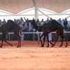 إعلان نتائج التحكيم المبدئي في "جل المجاهيم" بمهرجان الملك عبدالعزبز