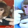 صورة: هل قامت #إيران بتزييف رحلة القرد إلى الفضاء؟