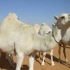 بالفيديو.. كويتيون يستغيثون بالشرطة لفض مشاجرة بين ''جملين''