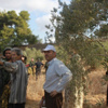 الفلسطينيون يجنون زيتونهم تحت اعتداءات المستوطنين.. مصور
