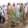 انطلاق أسبوع الشجرة الشهر الحالي بالاحساء