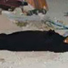 شاب يغتصب عجوزا عمرها 86 عاما فى حلوان ويذبحها لسرقة 200 جنيه شاب يغتصب عجوزا عمرها 86 عاما فى حلوان ويذبحها لسرقة 200 جنيه