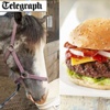 بورغر بريطاني بلحم الخيل بورغر بريطاني بلحم الخيل