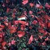 دوري ابطال افريقيا: الاهلي يحتج امام الاتحاد الافريقي على تشلسي الغاني دوري ابطال افريقيا: الاهلي يحتج امام الاتحاد الافريقي على تشلسي الغاني