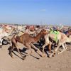«النادي الكويتي للهجن»: مستويات لافتة ومنافسات مثيرة ببطولة الكويت الدولية للهجن