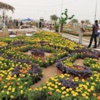 زهور البصرة تهزم البيئة الجدباء