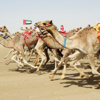 هجن عبدالله المنصوري تخطف الأضواء في الصباح والمساء
