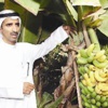 جنة فواكه... على تراب الكويت
