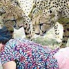 صور / زوج يلتقط صوراً لزوجته وهي بين أنياب فهدين