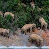 شاحنات تغلق طرقاً في الصين لمنع مرور قطيع من الفيلة إلى قرى مأهولة