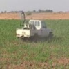 اليمن يطلب الدعم لوقف تدمير الجراد للمحاصيل اليمن يطلب الدعم لوقف تدمير الجراد للمحاصيل