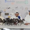 مهرجان الكويت الوطني للجواد العربي ينطلق 17 الجاري بمشاركة واسعة مهرجان الكويت الوطني للجواد العربي ينطلق 17 الجاري بمشاركة واسعة
