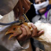 اليابان تؤكد اكتشاف إصابات بإنفلونزا الطيور شمال شرق البلاد