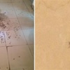 «سوير الليل» يعود للظهور من جديد