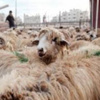 الامانة تعلن مواقع بيع وذبح الاضاحي واسعارها بين الـ 150 - 250 دينار