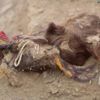 العثور في بيرو على مقبرة جماعية لأرانب هندية مزينة العثور في بيرو على مقبرة جماعية لأرانب هندية مزينة