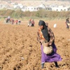 الصادرات الزراعية ترتفع % 54 في 2013
