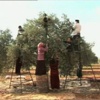 أشجار الزيتون مهددة بسوريا