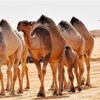 منظمة الصحة تحذر من شرب بول الإبل