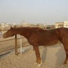 الخيول لديها القدرة على تمييز أصحابها الخيول لديها القدرة على تمييز أصحابها